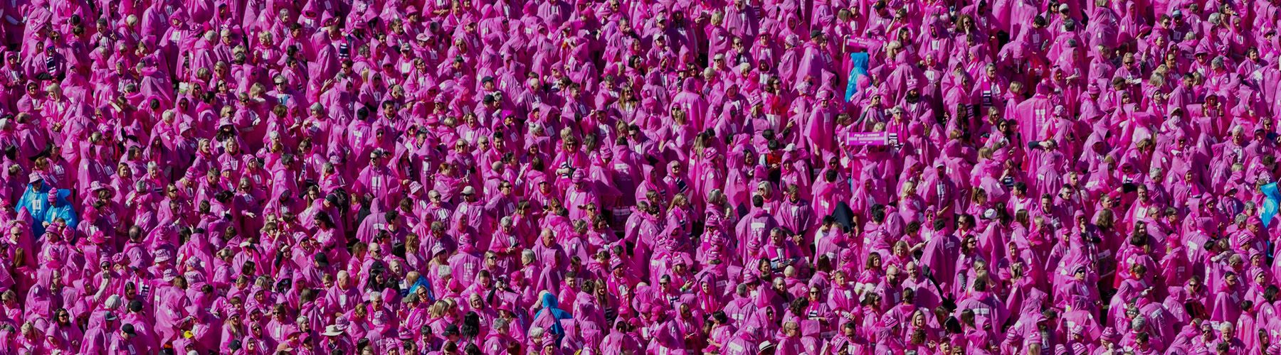 BCNA Pink Lady