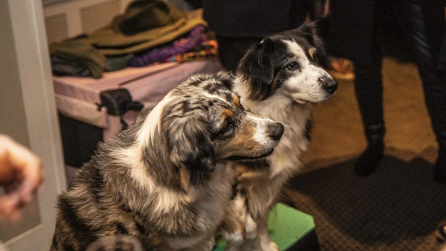 Truffle-sniffing dogs